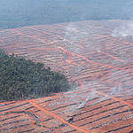 Deforestation in Papua. © Ardiles Rante