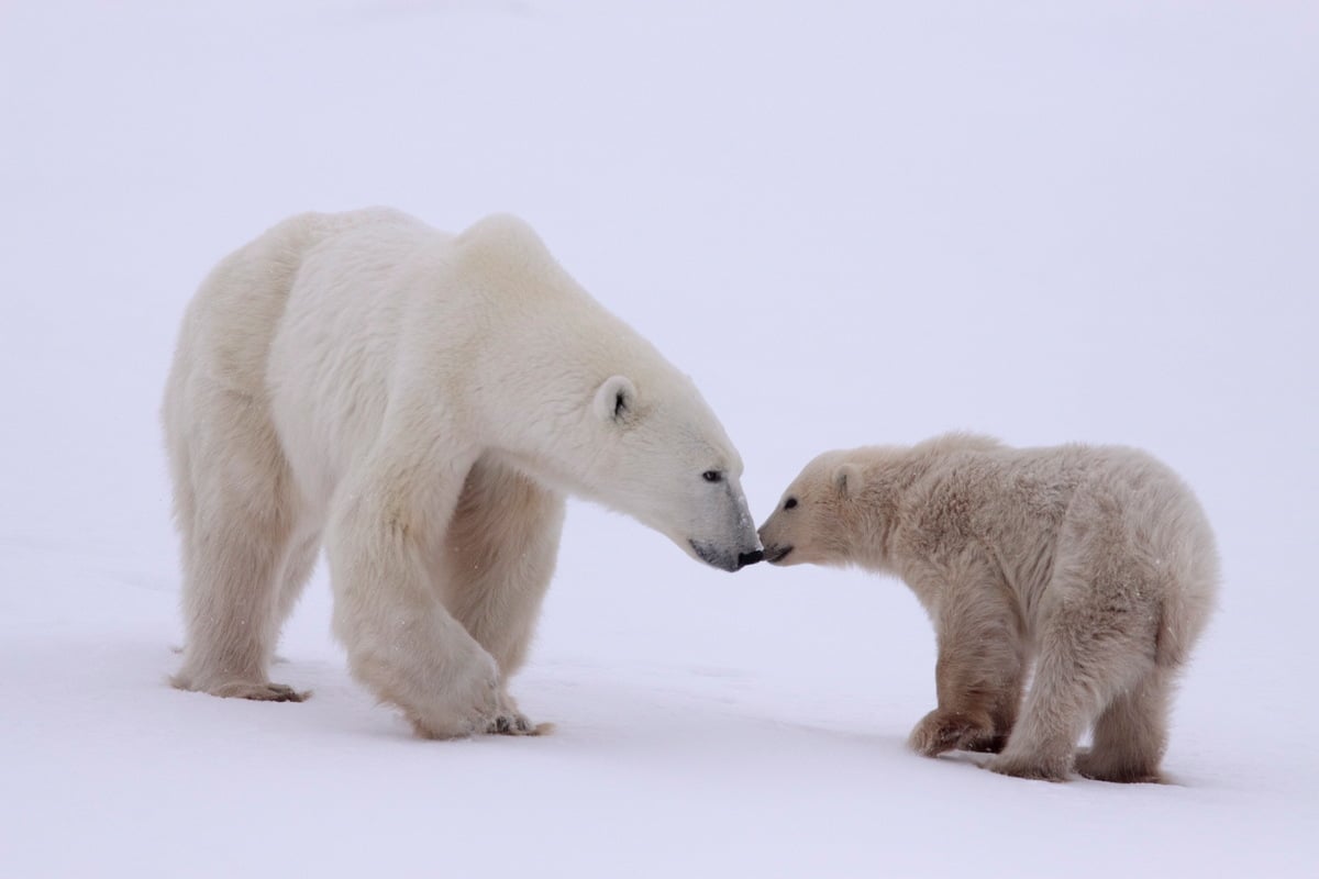 IJsberen kunnen een snelheid van wel 40 kilometer per uur behalen. Hun voetzolen zijn behaard zodat ze niet uitglijden op het gladde ijs en sneeuw-oppervlak. © Bernd Roemmelt