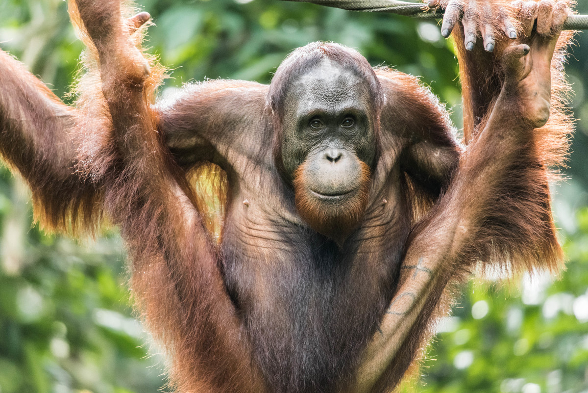 Orangutan at Rehabilitation Centre in Borneo. © Claire Donner
