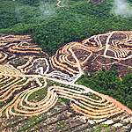 Kap de verwoesting van regenwoud voor palmolie