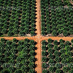Verbod ontbossing voor palmolie nodig, niet een tijdelijke opschorting