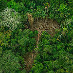 Forest crime file: moord en illegale houtkap in de Amazone