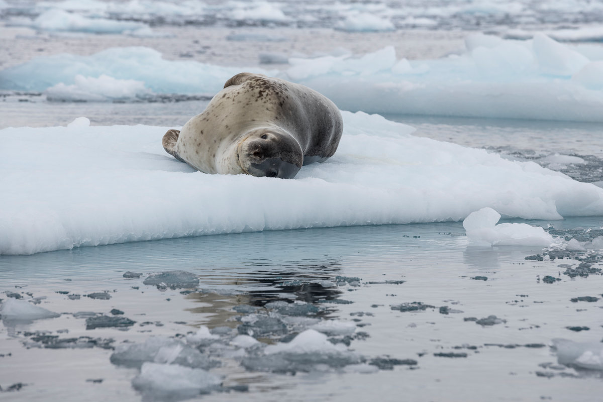 Leopard Seal in the Antarctic. © Christian Åslund