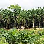 Actieplan van palmolie-gigant Wilmar houdt ontbossing niet tegen