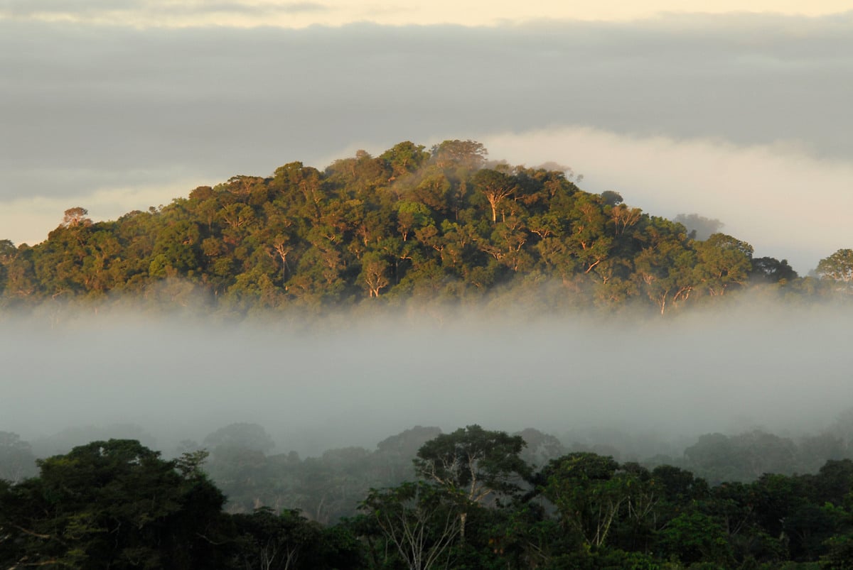 Amazon Rainforest. © Markus Mauthe