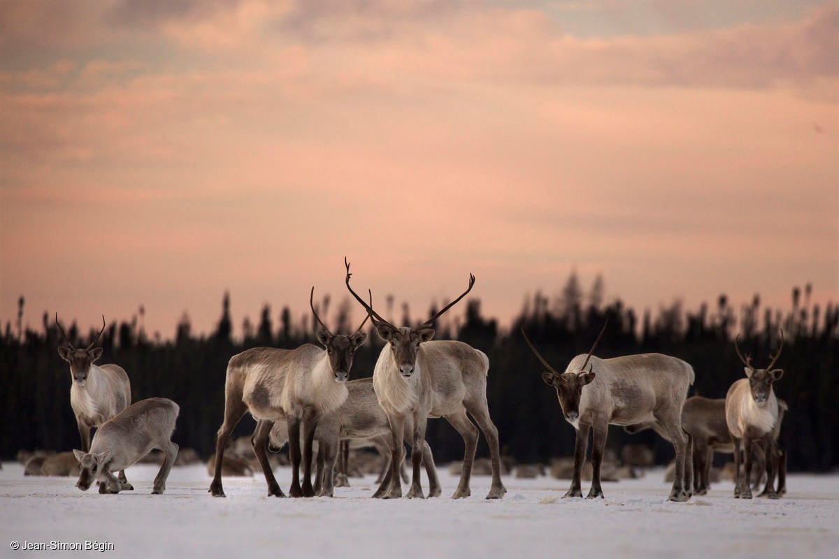 Caribou rendier