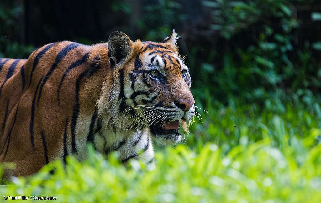 Een Sumatraanse tijger in het Taman safaripark.