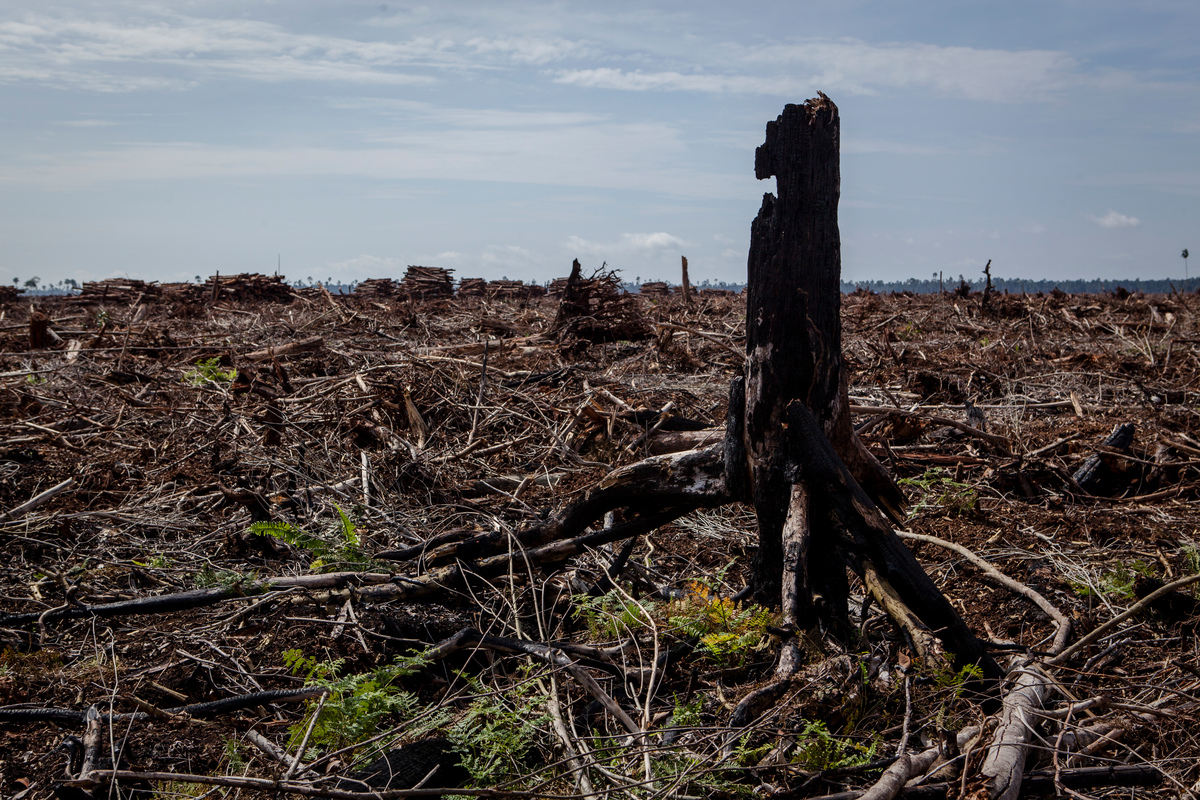 November 2014 – Een verbrande boomstomp te midden van pas gekapt regenwoud. © Ulet Ifansasti / Greenpeace