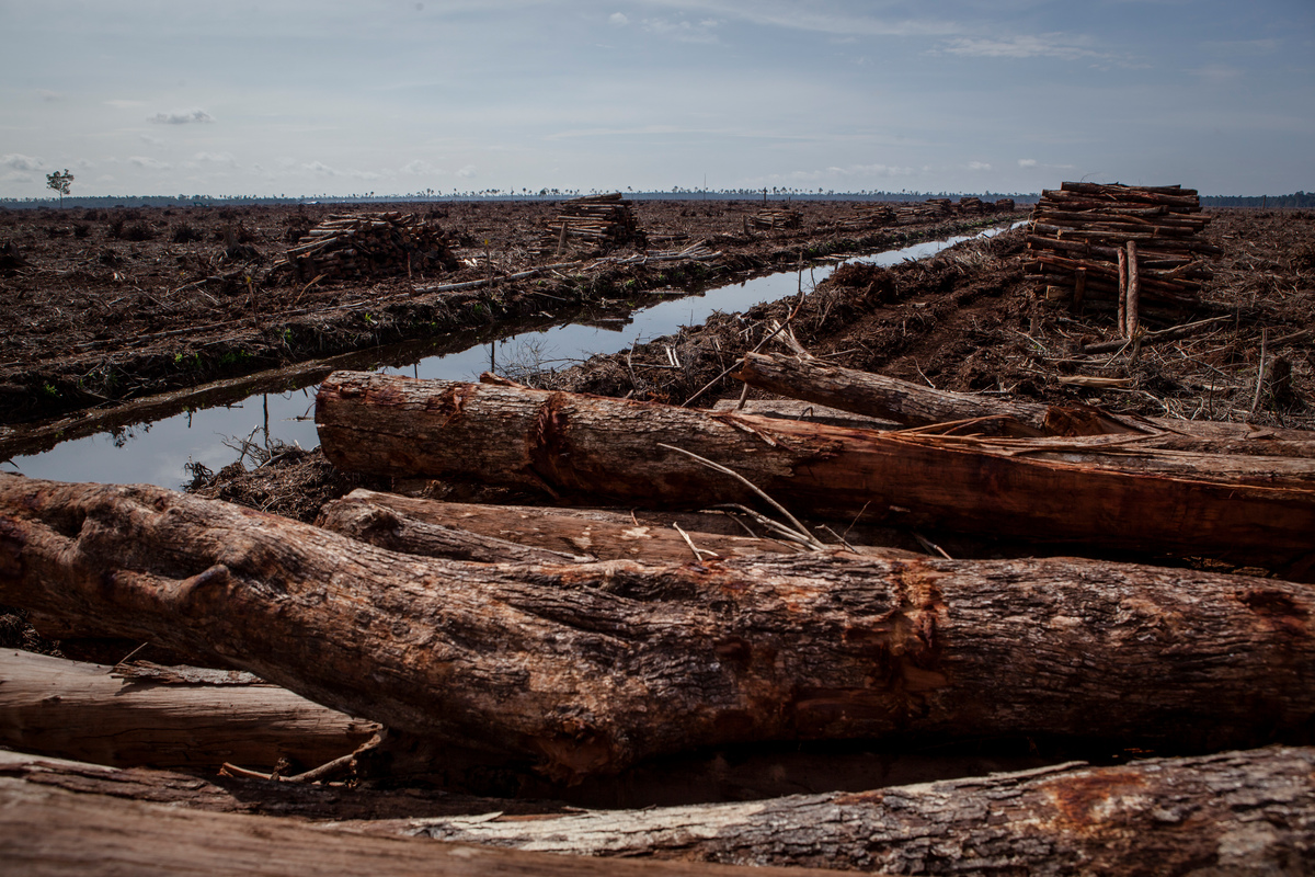 Deforestation in APRIL Pulp Concession in Riau. © Ulet  Ifansasti / Greenpeace