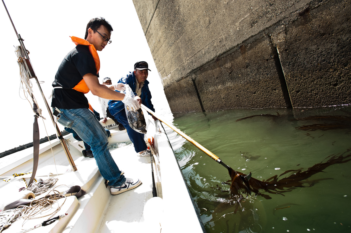 Seaweed Testing along Japanese Coastline. © Noriko Hayashi / Greenpeace