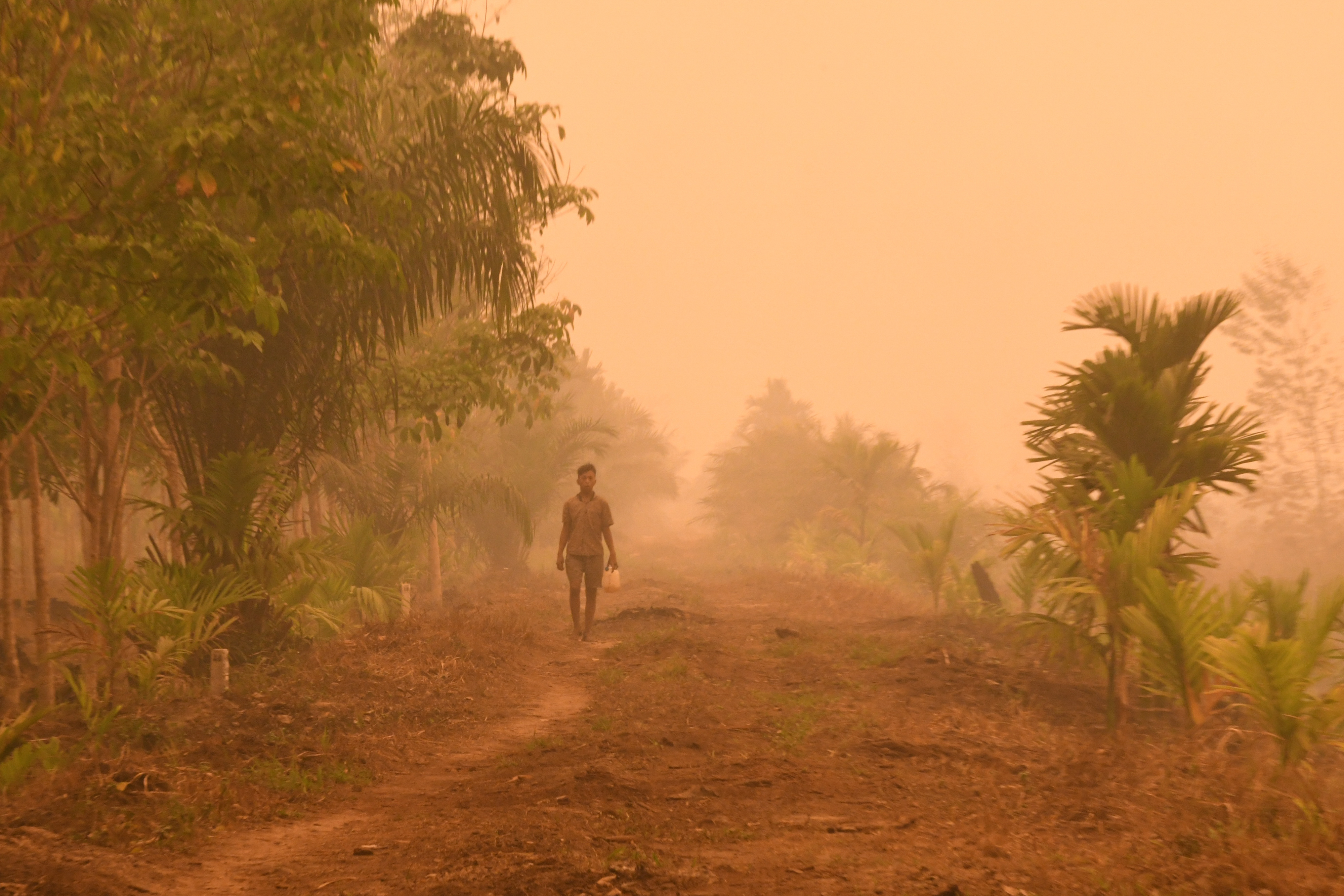 Unilever: Janji Besar dan Masih Terlibat dalam Kebakaran Hutan Kelapa Sawit Indonesia |  Greenpeace Belanda