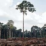 Illegale houtwet: de lange adem van Greenpeace