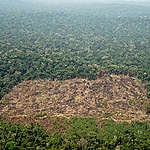 Braziliaanse ontbossing bij inheemse Karipuna in Amazonewoud aanzienlijk verminderd