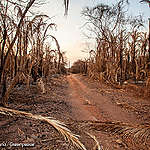 Gehakt maken van de Pantanal: rapport