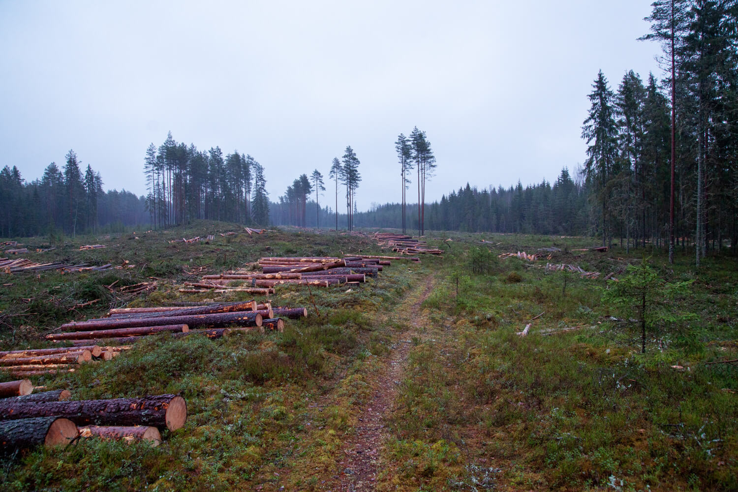 Biomassa Estland