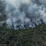 Nederland veroorzaakt nieuwe golf van ontbossing in Amazone