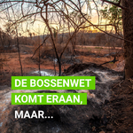 factsheet Europees wetsvoorstel ontbossingsvrije producten