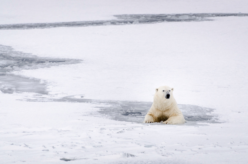Een ijsbeer komt door een wak onder het ijs vandaan.
