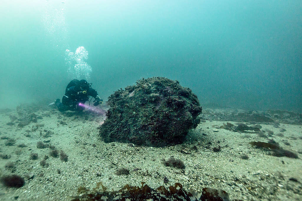 Duiker onderzoekt onderzeeleven als resultaat van stenenactie Greenpeace