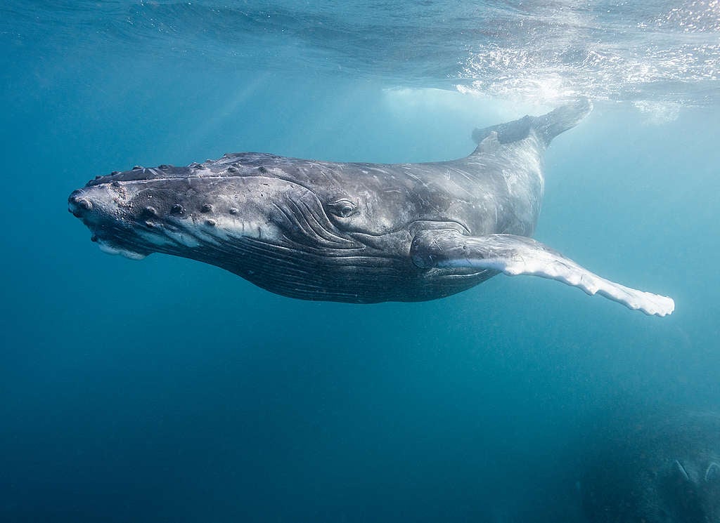 Bultrugwalvissen in de noordelijke Pacifische Oceaan staan onder druk door klimaatverandering.