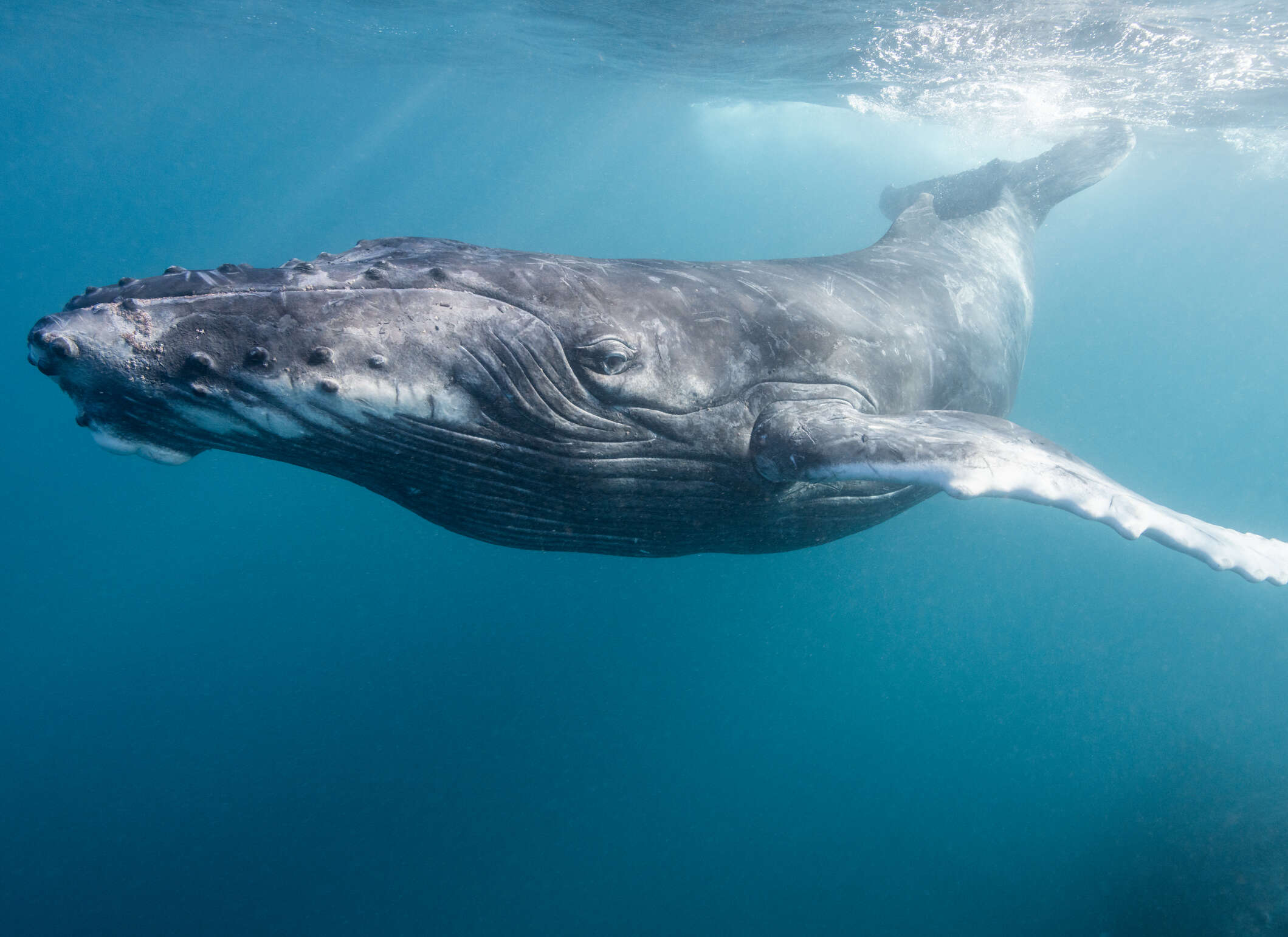 Bultrugwalvissen in de noordelijke Pacifische Oceaan staan onder druk door klimaatverandering.