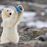 Polar bear cub plays with plastic items found in the Arctic. 
Roie Galitz, Greenpeace Israel's ambassador for the Arctic, had captured the sad moment when a polar bear cub found plastic items and started playing with them. Luckily the cub is safe and didn't swallow the plastic.