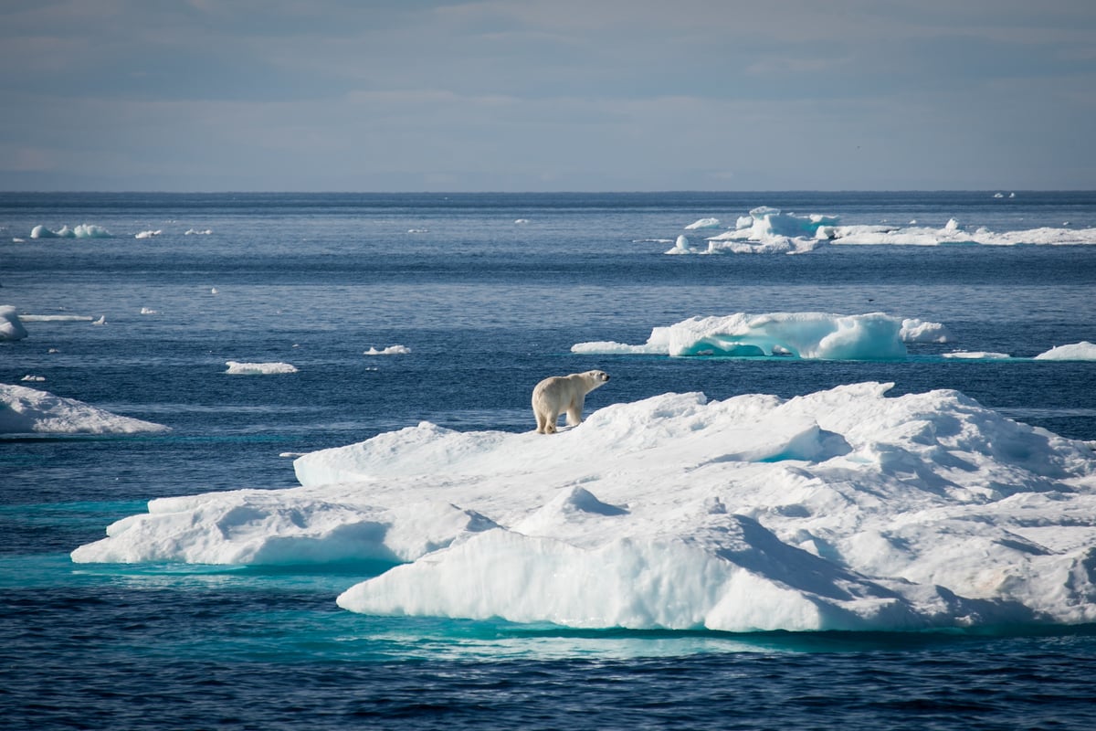 Polar Bear on Sea Ice in Baffin Bay. © Ian Willms / Greenpeace