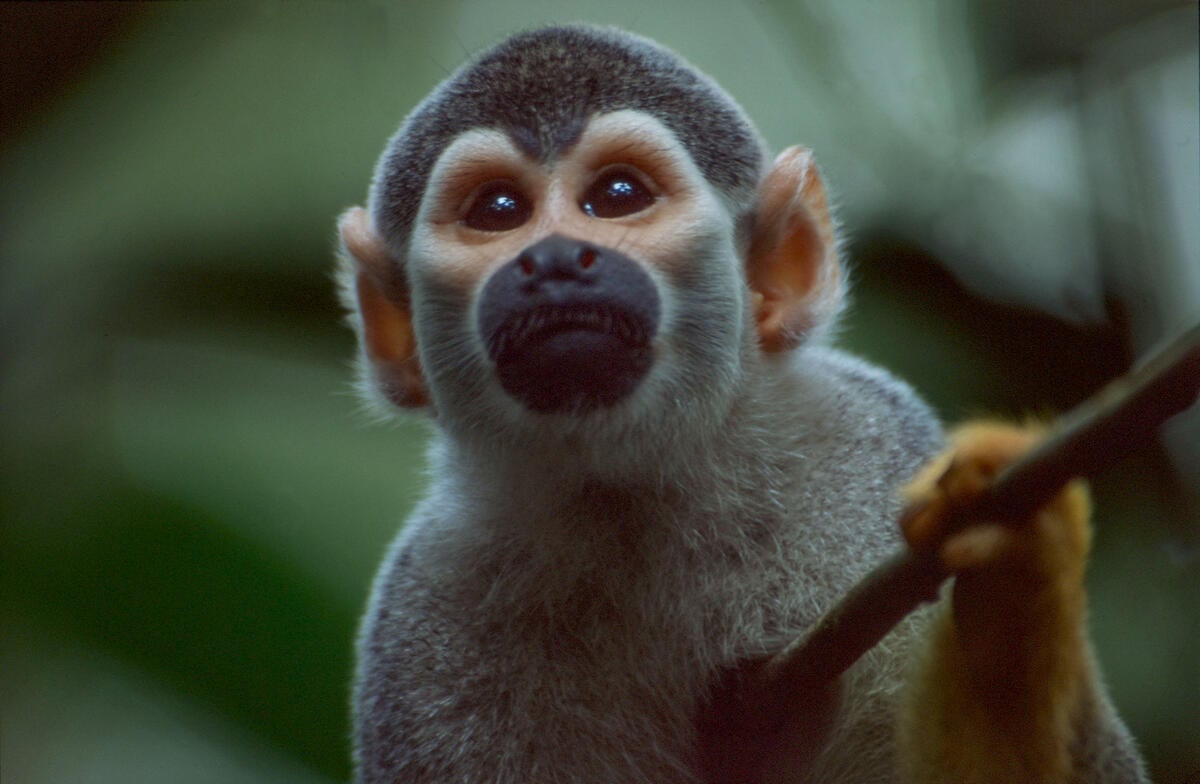 Background Documentation Amazon. © Greenpeace / John Novis