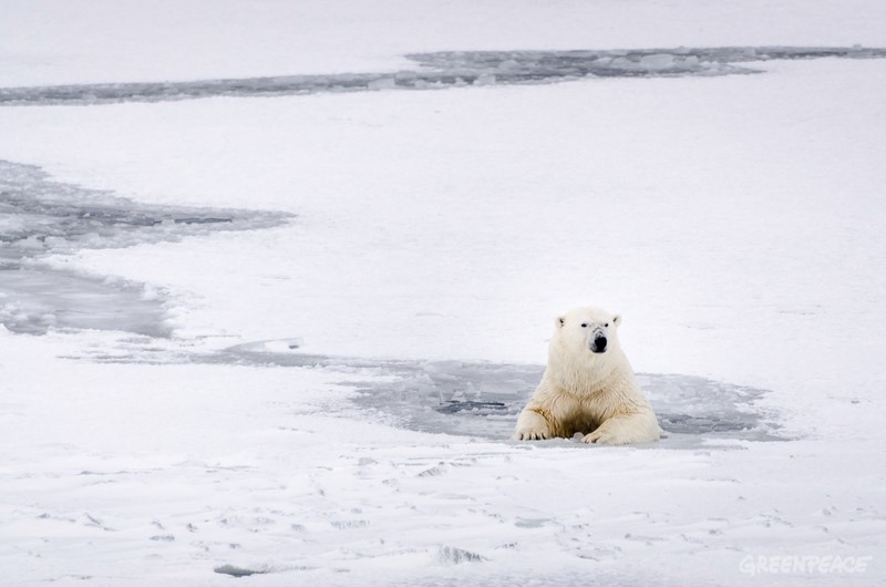 Bilde av isbjørn