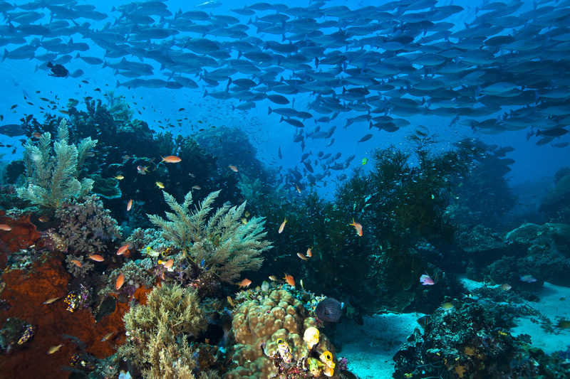 Korallrev i Raja Ampat, Papua, Indonesia. 