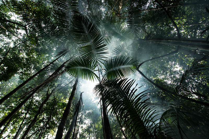Skog nær Tapajós-elven i Amazonas regnskog