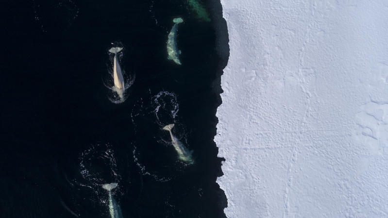 Hvithvaler svømmer ved iskanten.