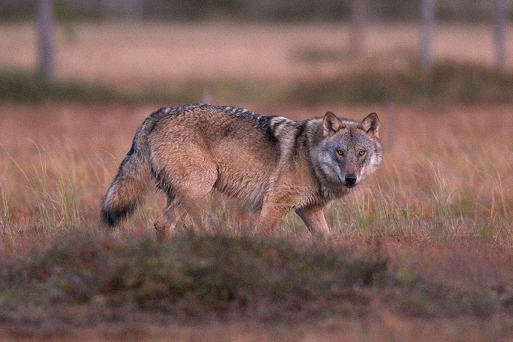 Fakta om ulv: 9 ting du bør vite - Greenpeace Norge