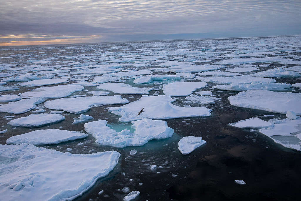 Ice in the Arctic Sea. © Daniella Zalcman / Greenpeace