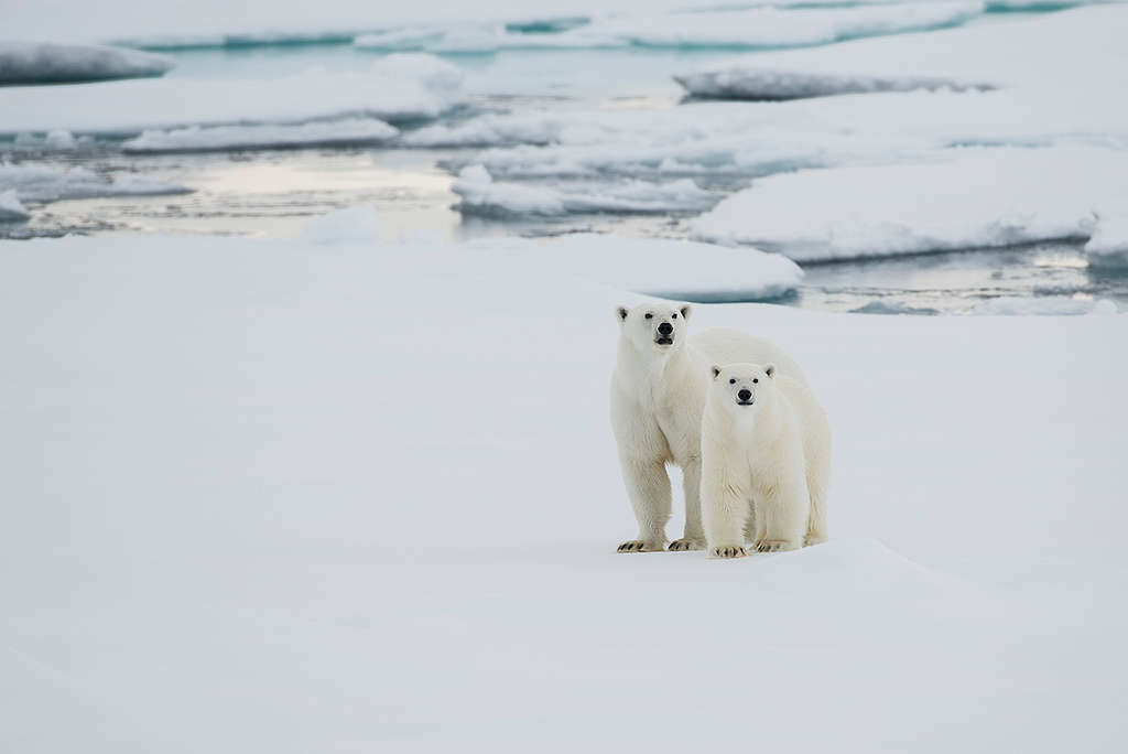 Polar Bears in the Arctic. © Daniel Beltrá / Greenpeace