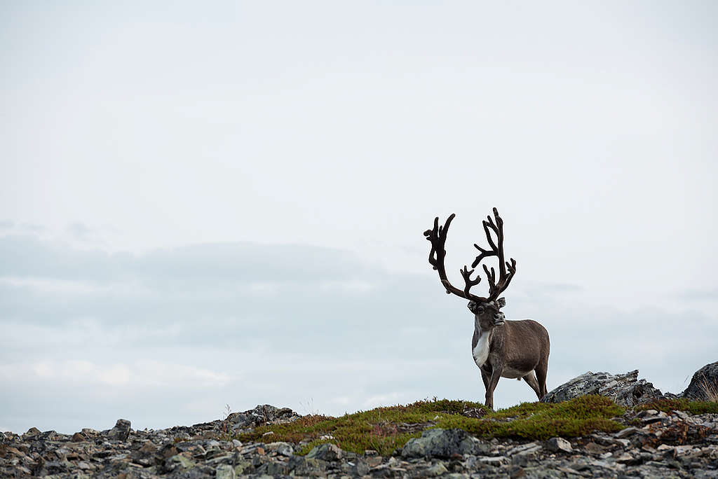 Reindeer in Norway. © Christian Åslund / Greenpeace