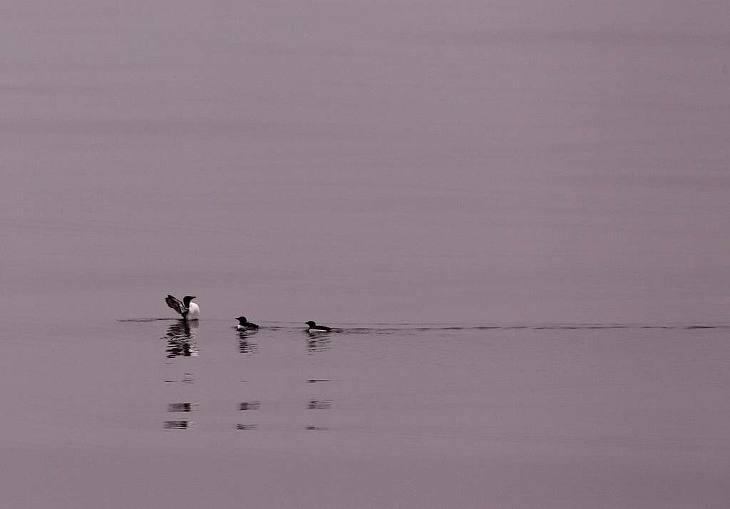 Seabirds in the Bering Sea. © Jiri Rezac / Greenpeace