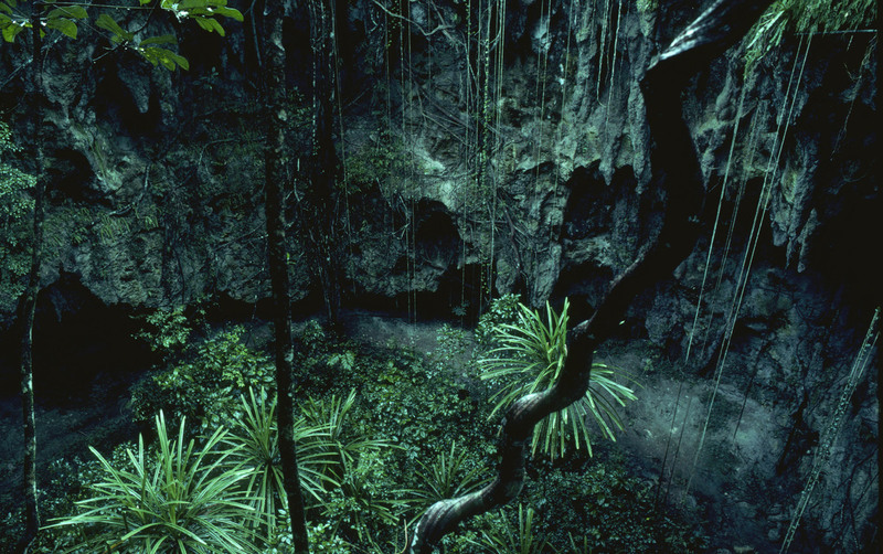 Planter og vinstokker i regnskog i Indonesia.
