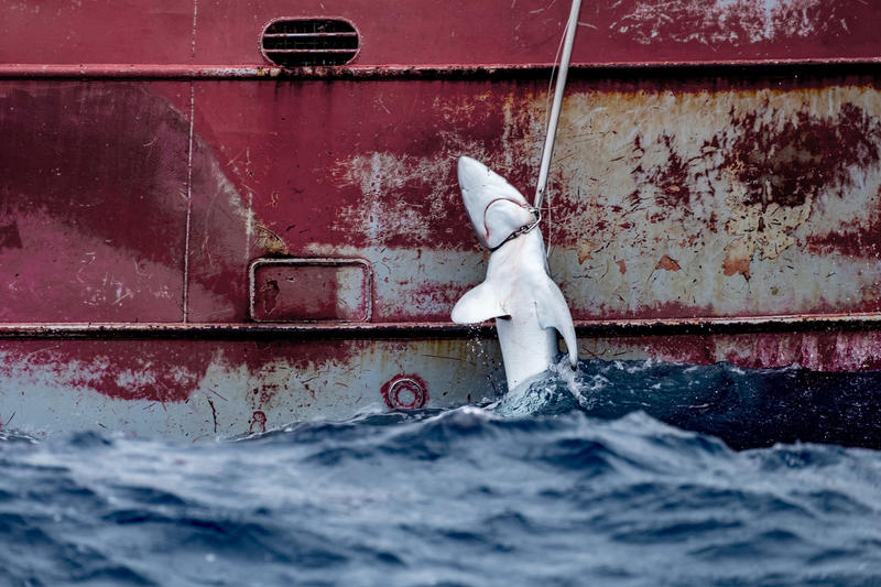 En hai blir dratt om bord på Nuevo Zumaya, en spansk båt i det sørøstlige Atlanterhavet.