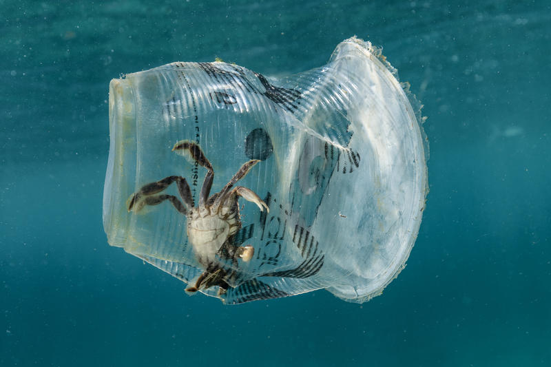 En krabbe fanget i en plastkopp i Verde Island-sundet på Filippinene.