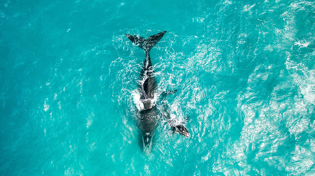 Whales in the Great Australian Bight.