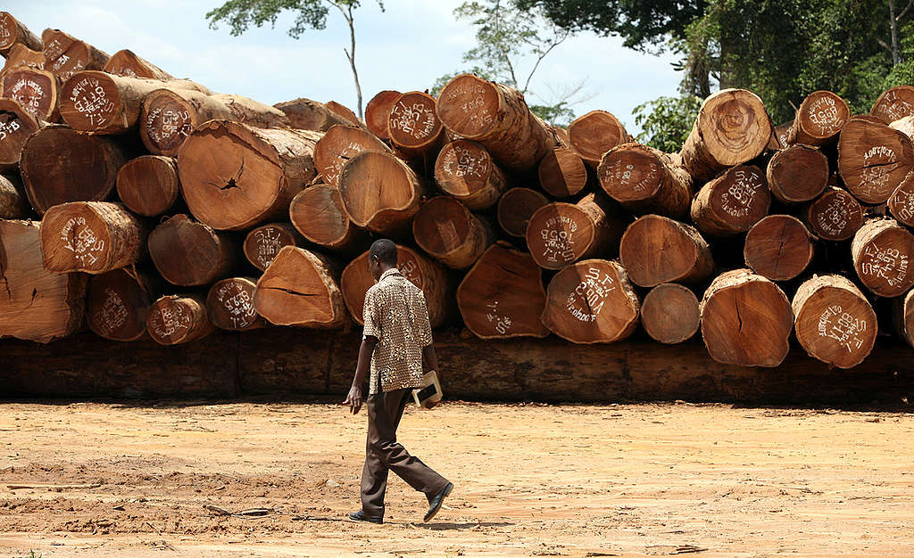 Nedhugde afrormosia-trær i Kongo