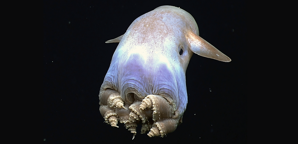 Dumboblekkspruten er en av artene som lever i dyphavet i Arktis.