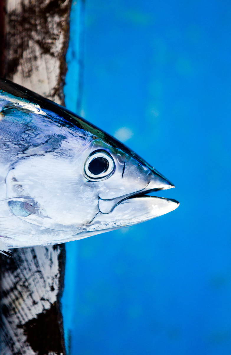 Skipjack Tuna in Indonesia. © Paul Hilton / Greenpeace