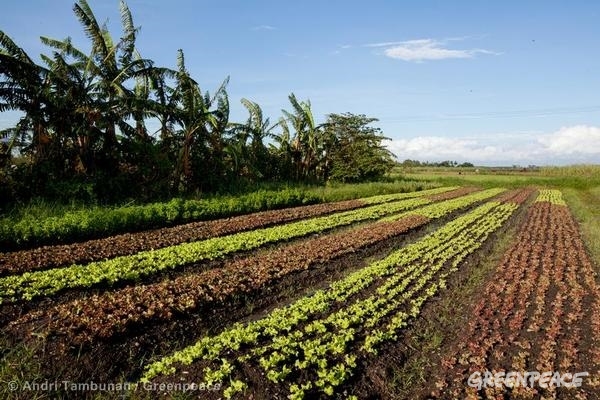 Organic Farming in Negros. 11/20/2013 © Andri Tambunan / Greenpeace