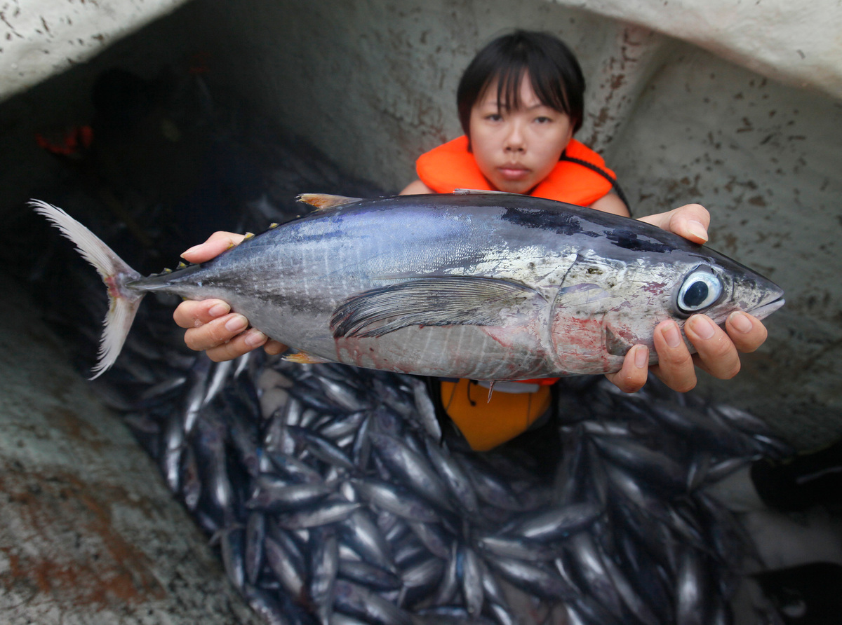 Juvenile Yellow Fin Tuna on Purse Seine Vessel. © Alex Hofford / Greenpeace