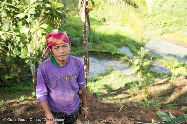 Pepito Ulubalang, 52, and a farmer for 30 years, is one of the benificiaries of ecological corn seeds and organic fertilizers distributed by Greenpeace and Kilusang Maralita sa Kanayunan (KilosKa) in Sitio Sinampilidon, Brgy Looy, South Upi, Maguindanao. He wishes to revive their culture’s indigenous farming system called Sulagad, a natural and diversified farming, which protects farm soil as well as people’s health, in place of the prevalent chemical-based farming system introduced by big agri corporations. Indigenous farming communities in Maguindanao, who have been severely affected by the 2015-2016 double El Niño, take on the challenge of recovery as they undergo training in, and start to plant organic open-pollinated seeds.
