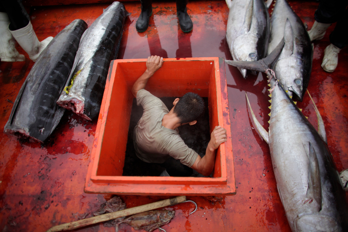 Yellowfin Tuna in Philippines. © John  Javellana / Greenpeace