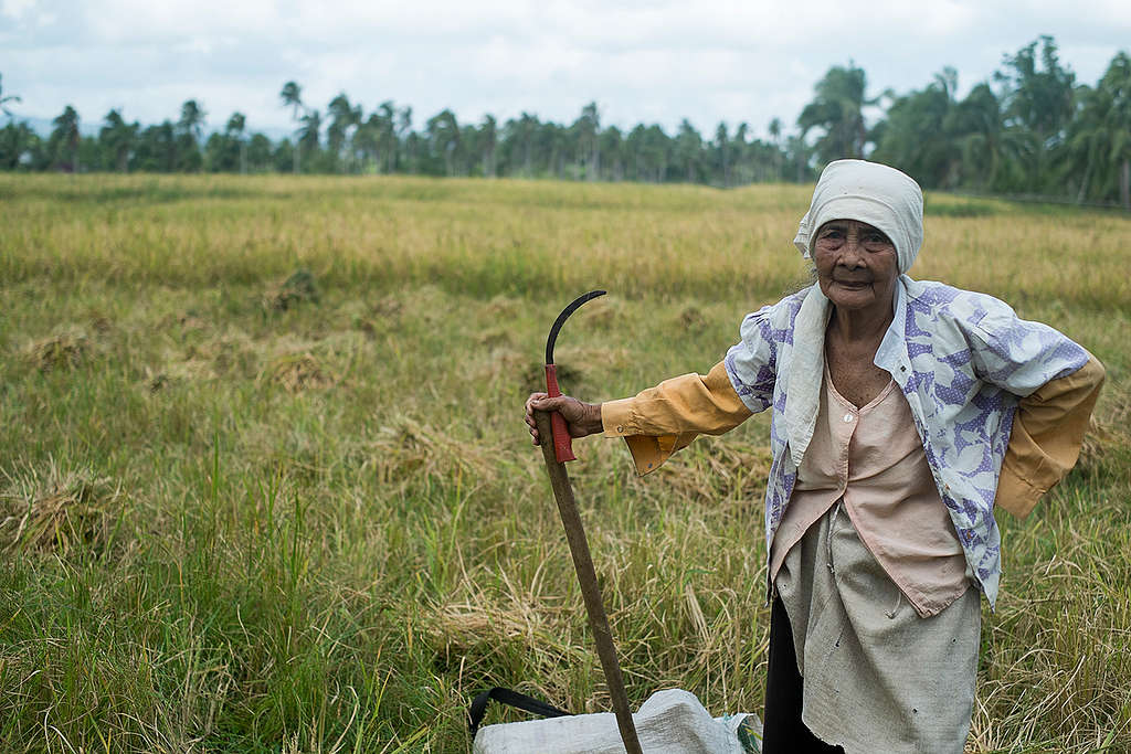 Ecological Rice Harvest in The Philippines. © Roy Lagarde / Greenpeace