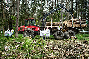 Blokada wycinki w Puszczy Białowieskiej